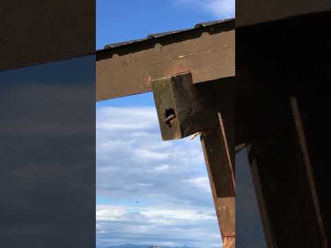 Chickadee excavating a nest in the picnic shelter