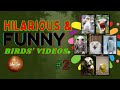 Flock Around The Clock Hilarious Birds That Will Leave You In Stitches
