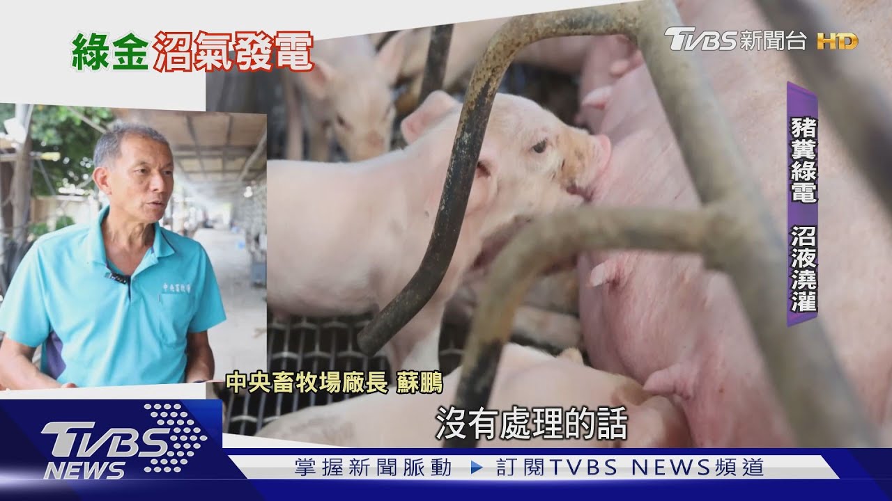 台灣第1家！　中央畜牧場豬糞變綠金「沼氣發電」