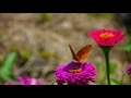 Ananda Ashram Introduction Video Ananda Ashram Introduction Video