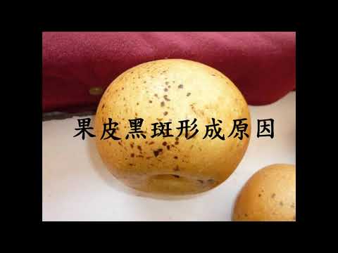 高接梨果皮黑斑及木栓化改善技術