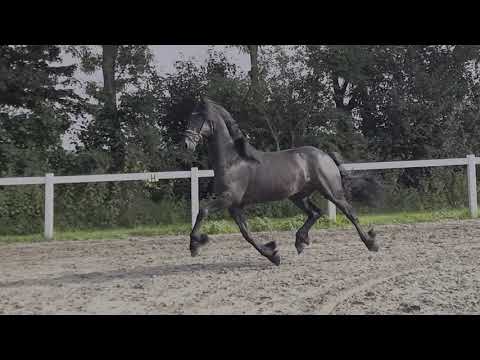 Stal Okkema's Falco - Nane x Olof - gelding - 2017 - 1.64m