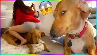 Funny Dog Videos 2024 #1  - Funniest Dog Videos EVER!
