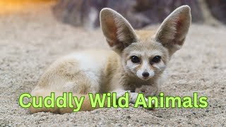 Cuddly Wild Animals