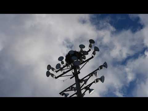 Osprey Fledgling Calling in Nest