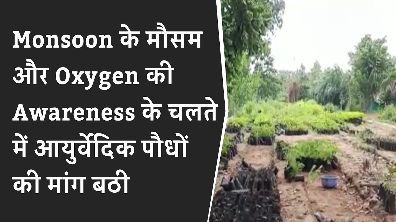 Monsoon के मौसम और Oxygen की Awareness के चलते Forest Department में आयुर्वेदिक पौधों की मांग बठी