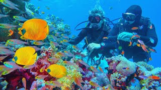 The Aliens In Our Coral Reefs (Ocean Documentary) | Real Wild