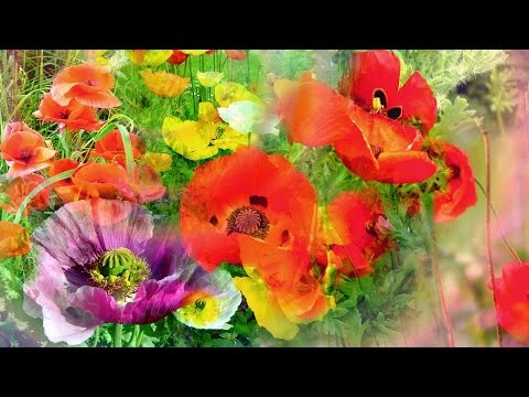 Waltz of the Poppies by Rebecca Tripp (Remastered)