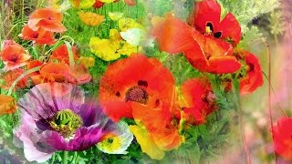 Waltz of the Poppies by Rebecca Tripp (Remastered)
