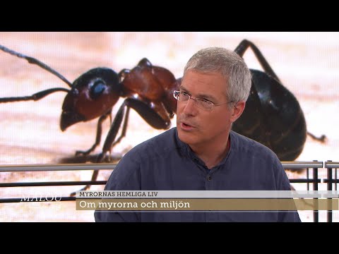 Biologen Didrik Vanhoenacker om myror och miljö: "Myrorna fungerar som värm… - Malou Efter tio (TV4)