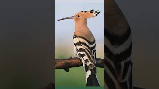 Download lagu Hoopoe Calling #birds #shorts #viral mp3 Download lagu Hoopoe Calling #birds #shorts #viral mp3