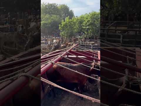 #parati #viral #fypyoutube tiangue de el tránsito san Miguel 🥰