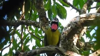 Download lagu Samyong gacor dialam liar flores NTT mp3