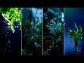 Rain Whatsapp Status Rain Whatsapp Status Video Barish Status Rain Day Nature Whatsapp Status