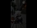 Poor Cat
