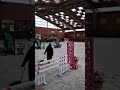 Cavalla Sella Francese In vendita 2014 Baio ,  LIFESTYLE