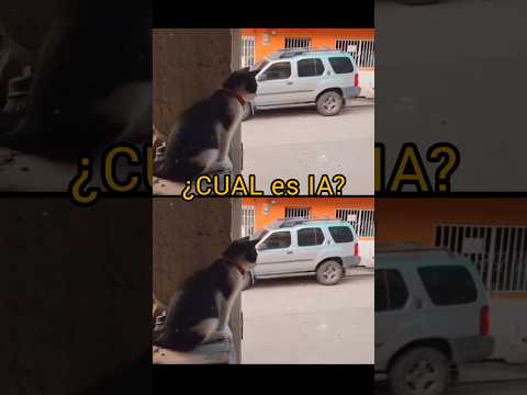 ¿CUAL es IA? 😸 🇮🇹
