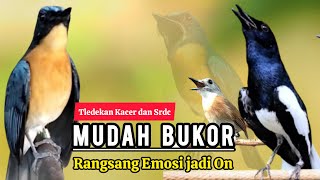 Download lagu TERBUKTI AMPUH, MERANGSANG EMOSI TLEDEKAN GUNUNG, SRDC DAN KACER mp3