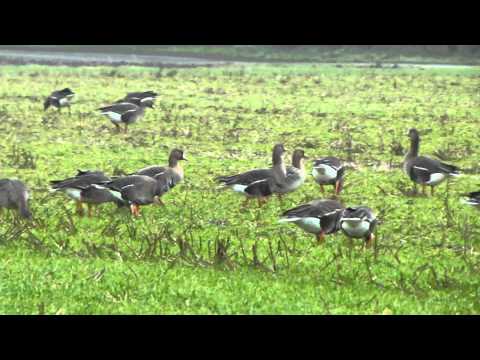 Graugänse am Niederrhein