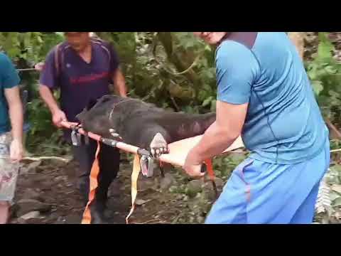 1090421-搬運受困黑熊