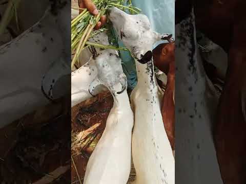 Qurbani Lovers 2025 vvip burbare kidz 3 to 4 month #goat #cattlemarket #malircowmandi #cow #animals