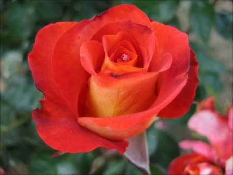 Jadranka Kreća - Dva me momka zaprosiše