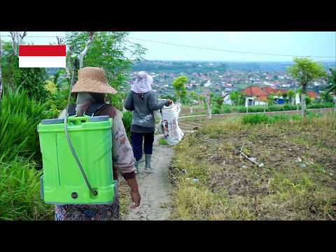 Village life in indonesia, real life in a beautiful village, life in rural indonesia