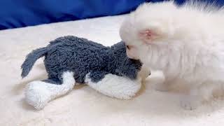 ハーフ犬の動画01