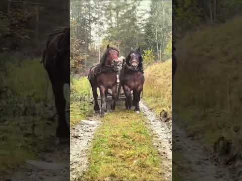Ai văzut vreodată doi cai puternici coborând cu lemne din pădure? 🐴🌲🪵 #cai #padure #natura #belis