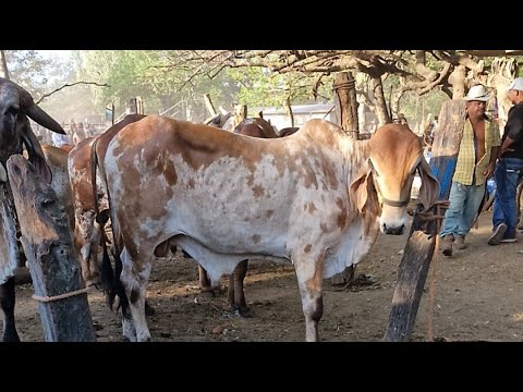 tiangue de El Tránsito, San Miguel, El Salvador, martes 10 de marzo 2026.
