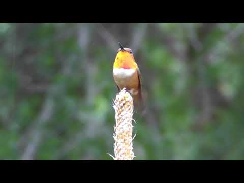 Rufous Hummingbird Defending His Food Source