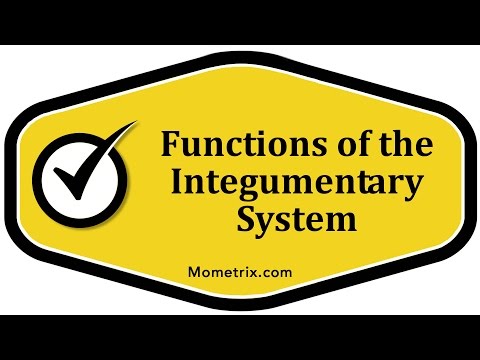 皮膚系統的功能 (Functions of the Integumentary System)
