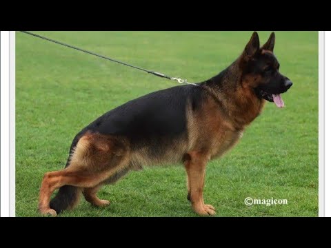 V3 Quantum vom schonen Rosen #germany #germanshepherd