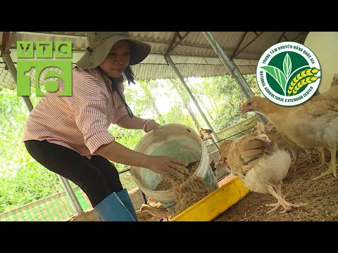, title : 'Cách dùng chế phẩm vi sinh trong chăn nuôi gà | VTC16'