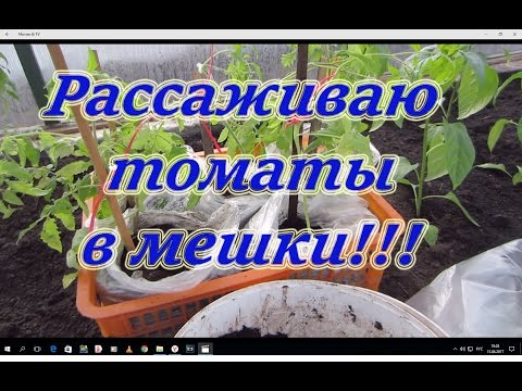 Рассаживаем томаты в большие емкости земли и готовим в дальнейшем их к грунту