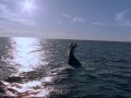 Dolphins The Wild Side