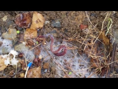How to catch worms in your backyard