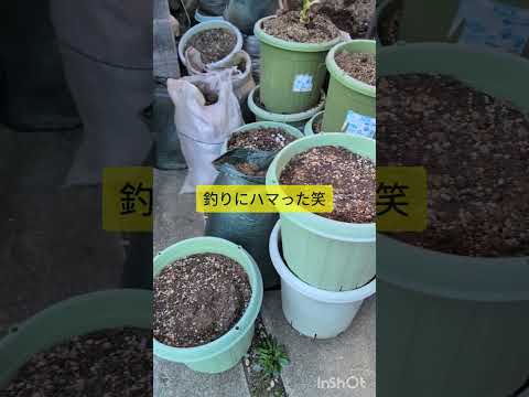 【最近の作業実績】大阪府堺市 土回収 ビフォーアフター