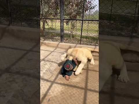 Lion attack the neck of the kid#lion #lionhub #shorts