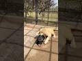 Lion Attack The Neck Of The Kid Lion Lionhub Shorts