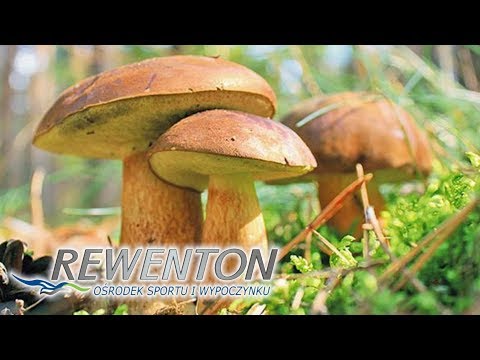 Grzyby z Ośrodkiem Rewenton