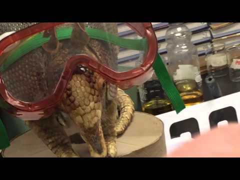 Copper Cycle Lab Reaction 1: Synthesis of Copper (II) Oxide