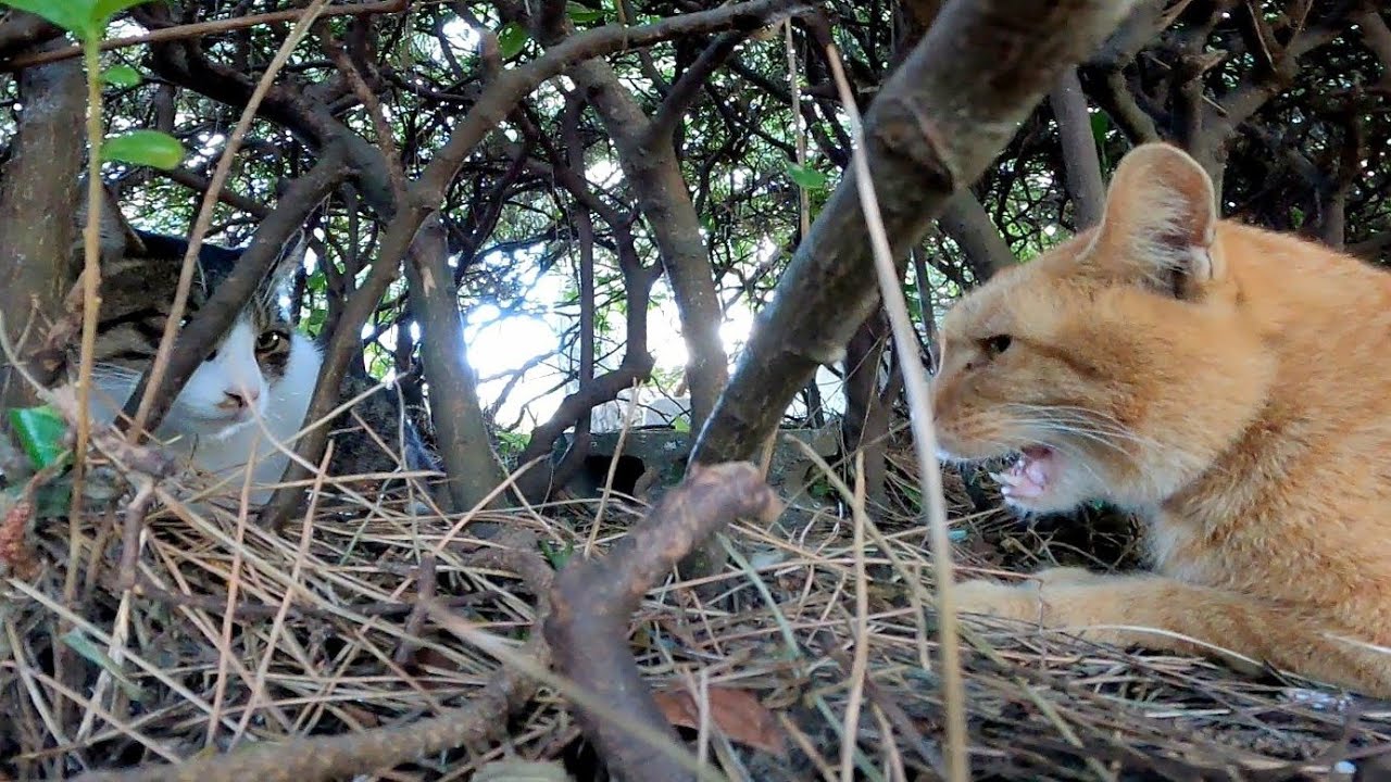 【作業用BGM】猫と猫のおしゃべり。鳴き声がいっぱい聞けちゃいます。【ASMR】のサムネイル画像