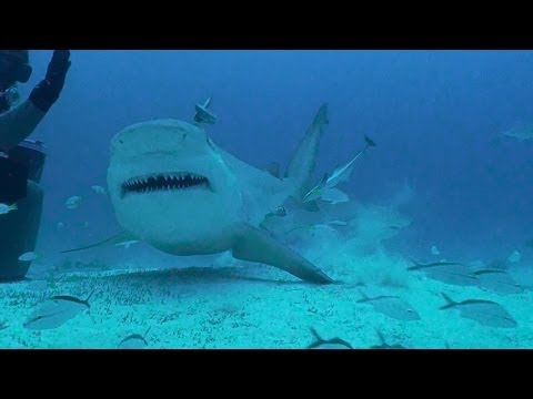 Bull Sharks of Playa Del Carmen, MX with Phantom Divers