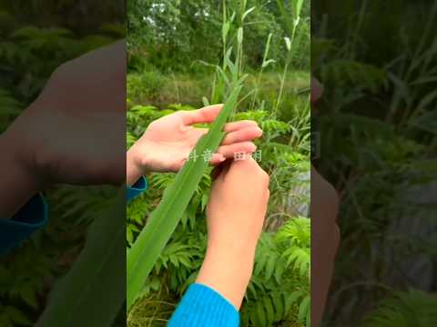 #shorts #agriculture #farming2024 #youngfarmers #shot #EliteShortsUnleashed #2602