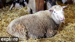 Sheep Barn Cam at Farm Sanctuary powered by EXPLORE.org live webcam