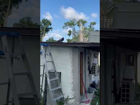 Captura del pichón de Abel Diaz