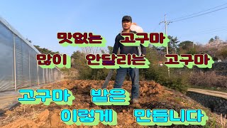 맛없고 많이 안달리는 고구마밭 관리