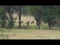 Wildebeest Running In The Serengeti