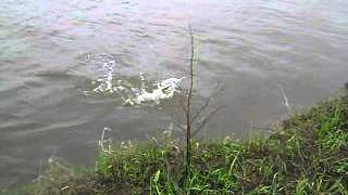 Hearty rise boat jig force